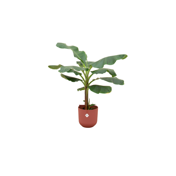 Offre combinée - Bananier (Musa) incluant elho Jazz Round rouge Ø23 - 120 cm