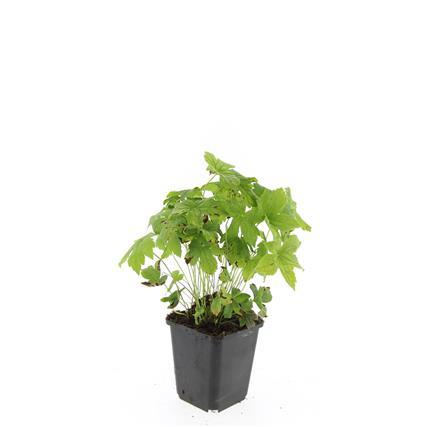 Geranium nodosum - ↕10-25cm - Ø9cm - 60x
