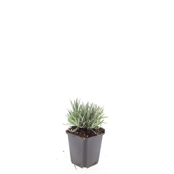 Lavandula int. 'Edelweiss' - ↕10-25cm - Ø9cm - 60x