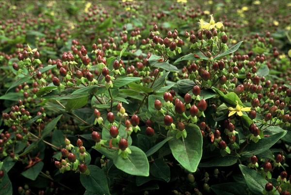 Hypericum inodorum 'Rheingold' - ↕10-25cm - Ø9cm - 60x