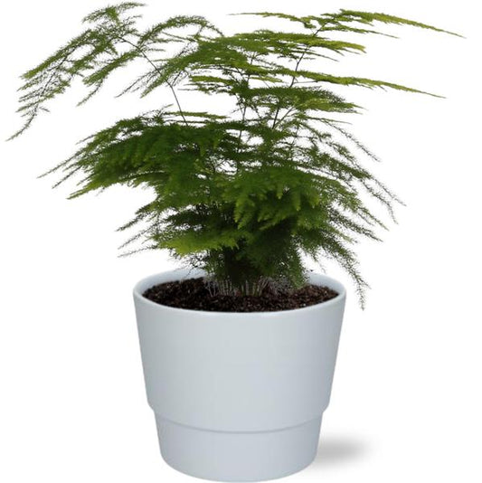 Asparagus Setaceus - Ø12cm - ↕28cm + Pot Basic D14,5x12cm - Wit