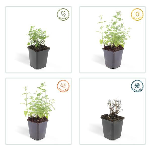 Nepeta 'Six Hills Giant' - ↕10-25cm - Ø9cm - 6x