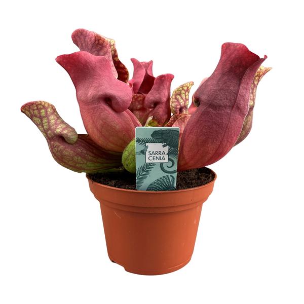 Sarracenia Marron - Ø12 ↕23
