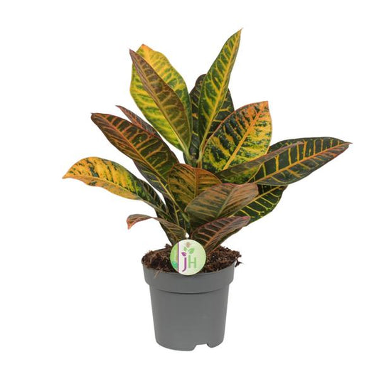 Codiaeum Petra - Crotone - Ø17cm - ↕45cm