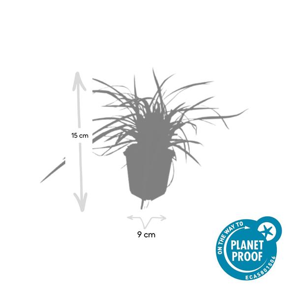 Carex morrowii 'Aureovariegata' - ↕10-25cm - Ø9cm - 60x
