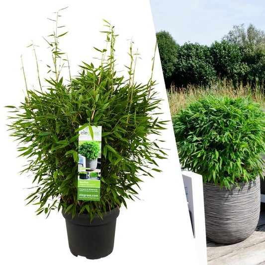 1 x Fargesia larmes de lune 'Boobux XL - Ø 29 cm - ↨ 70 cm