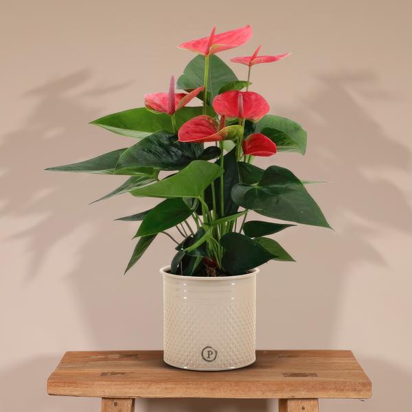 Anthurium andreanum Sweet Dream incl. PURE zink - 45cm - Ø12