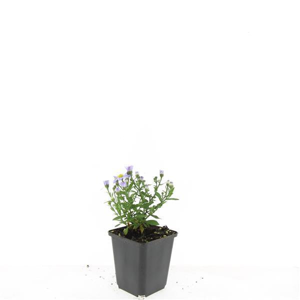 Aster (D) 'Prof. Anton Kippenberg' - ↕10-25cm - Ø9cm - 60x