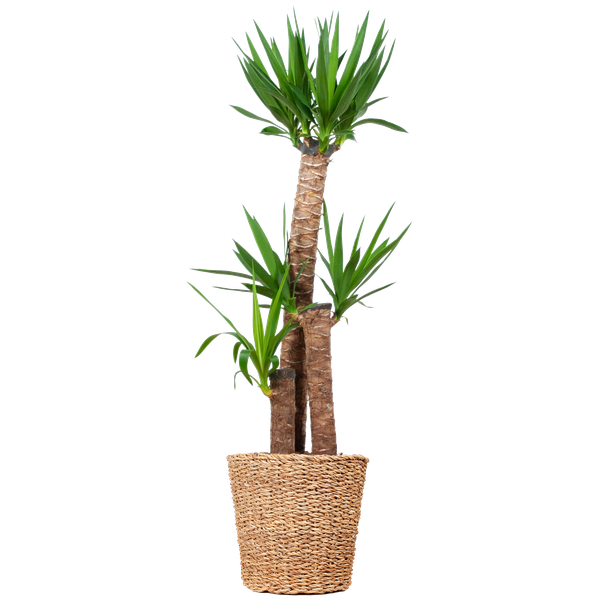 Yucca XL avec panier Torun - 125cm - Ø24