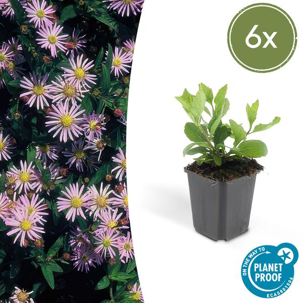 Aster ageratoides 'Asran' - ↕10-25cm - Ø9cm - 6x