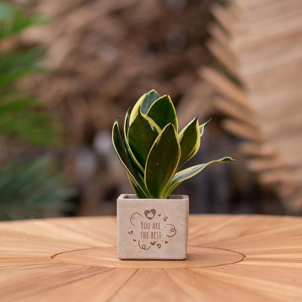 Congreetz® plantpots + Sansevieria | You are the best