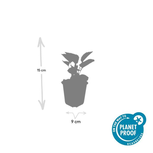 Echinacea p. 'Magnus' - ↕10-25cm - Ø9cm - 60x