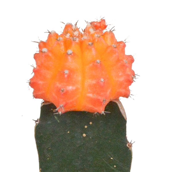 Euphorbia meloformis variegata - Gymnocalycium mix - 5,5cm - 3x