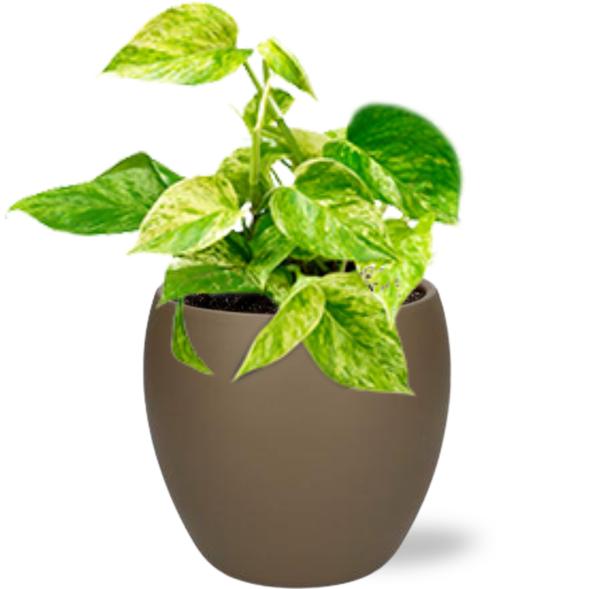 Epipremnum Happy Leaf - Ø12cm - ↕15cm + Bowl Pot D13/14.5x13cm - Bruin
