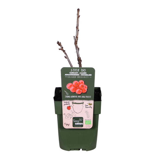 Ribes rubrum 'Jokheer van Tets' - Groseille - Ø13cm - ↕45cm