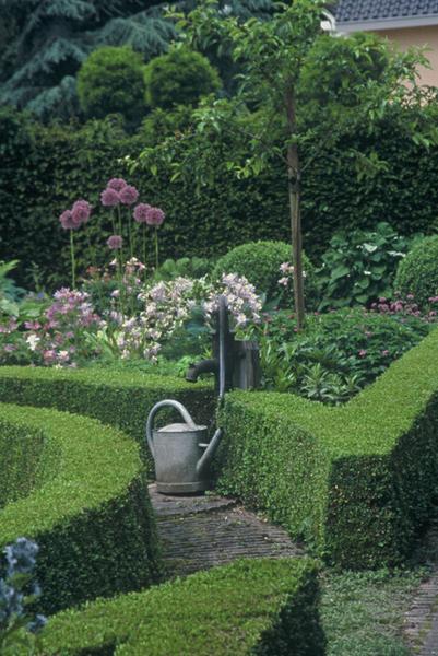 Buxus Sempervirens - ↕10-25cm - Ø9cm - 40x