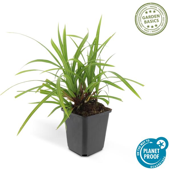 Carex morrowii 'Irish Green' - ↕10-25cm - Ø9cm - 60x
