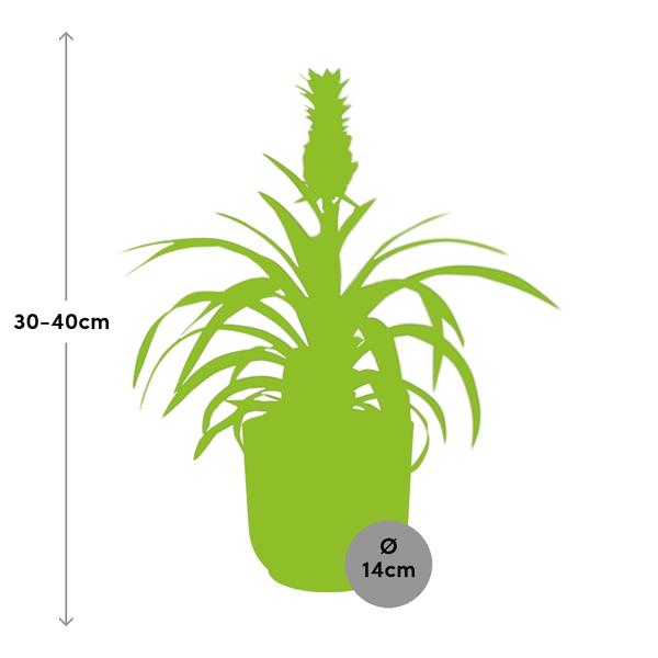 Ananas Mi Amigo in ELHO Vibes Fold 14cm roze