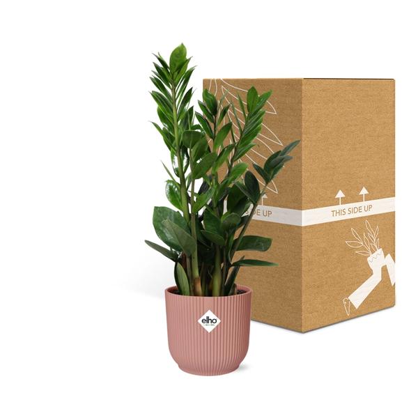 Zamioculcas – Hauteur 45-50 en ELHO Vibes Fold 14cm rose