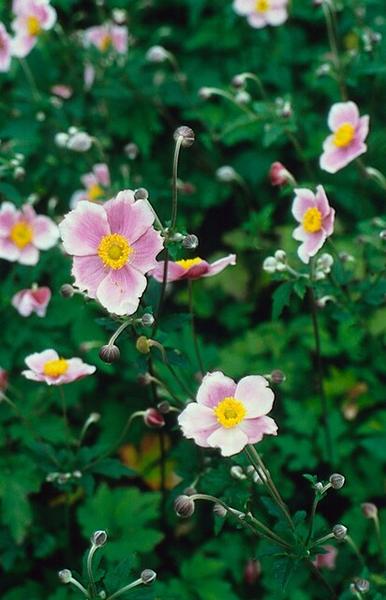 Anemone tom. 'Robustissima' - ↕10-25cm - Ø9cm - 60x
