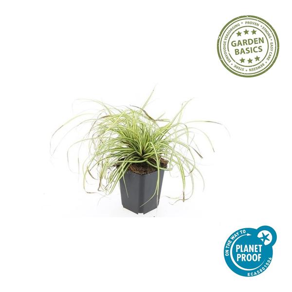 Carex oshim. 'Evergold' - ↕10-25cm - Ø9cm - 60x