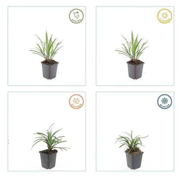 Liriope muscari 'Ingwersen' - ↕10-25cm - Ø9cm - 60x