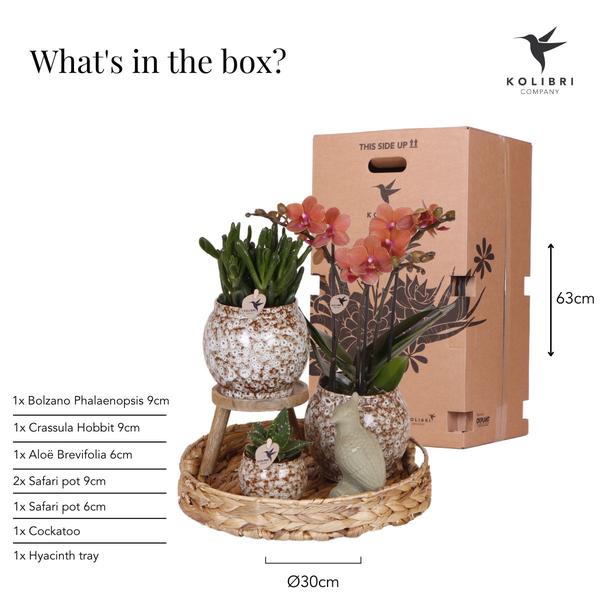 Compagnie des Colibris | Coffret Nature Sauvage | Ensemble de plantes avec orchidées Phalaenopsis rouges et plantes succulentes, avec pots décoratifs en céramique.