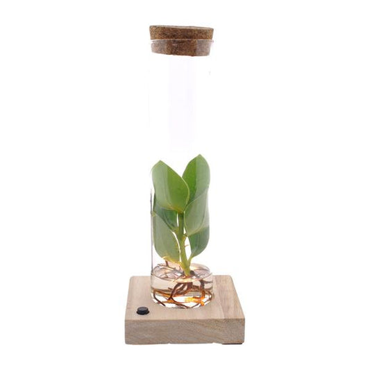 Clusia En Tube Verre + LED - Ø5cm - ↕10cm