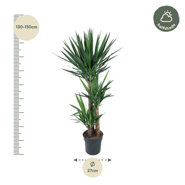 Yucca Éléphantipe - 140 cm - ø27