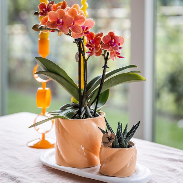 Orchidées colibris | Coffret Optimisme petite pêche | Plante verte avec orchidée Phalaenopsis orange dans des pots décoratifs de bonbons sur un plateau biologique blanc