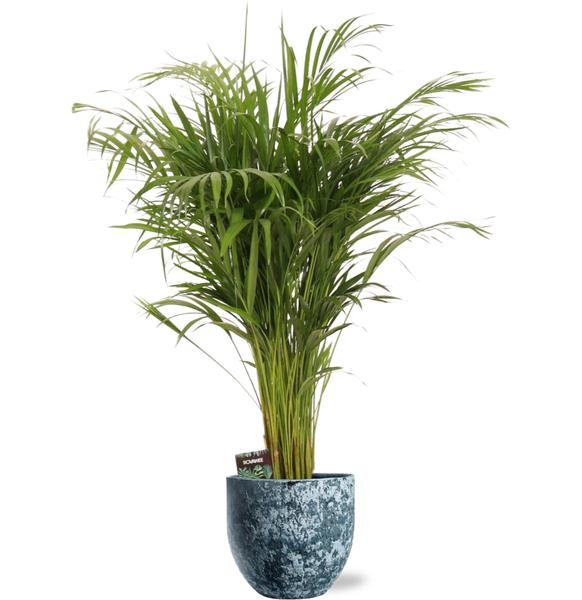 Dypsis Lutescens - Ø21cm - ↕110cm + Sem Pot D24x22cm - Blauw