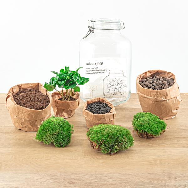 DIY terrarium - Jar - Coffea Arabica - ↕ 28 cm - Rake + Shovel