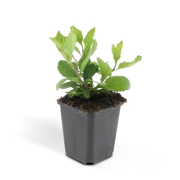 Aster ageratoides 'Asran' - ↕10-25cm - Ø9cm - 60x