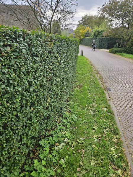 Ligustrum Ovalifolium - Racine nue - 40/60 - 25x