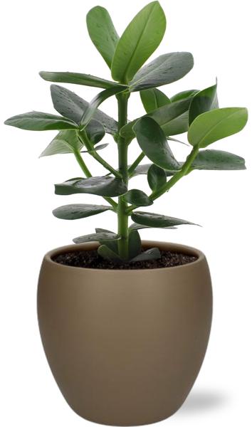 Clusia Rosea Princess - Ø12cm - ↕15cm + Bowl Pot D13/14.5x13cm - Bruin