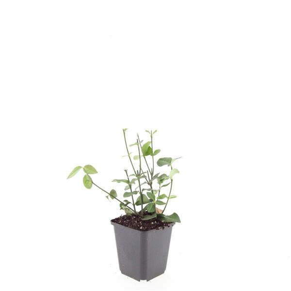Euonymus fort. 'Coloratus' - ↕10-25cm - Ø9cm - 60x