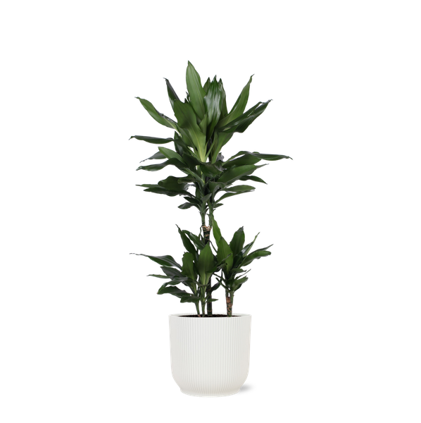 Dracaena Janet Lind Ø21cm - ↕90cm in Vibes WIT pot