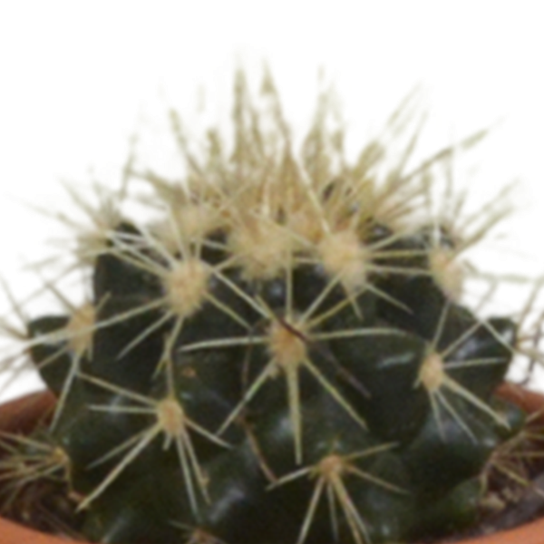 Cactus mix 5.5 cm - 5x - in terracotta pot