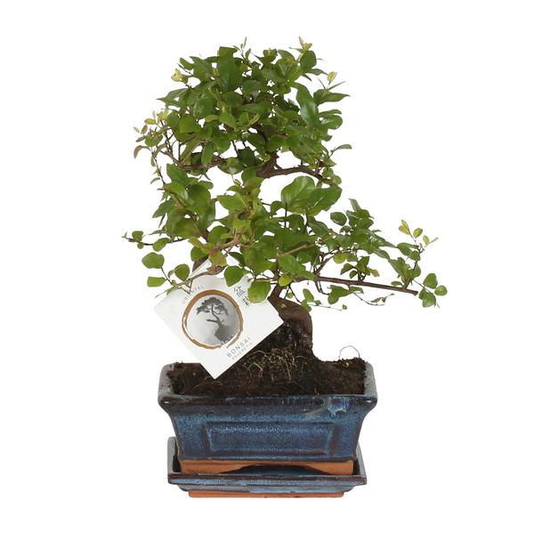 Bonsaï forme S Ø15cm - ↕15cm