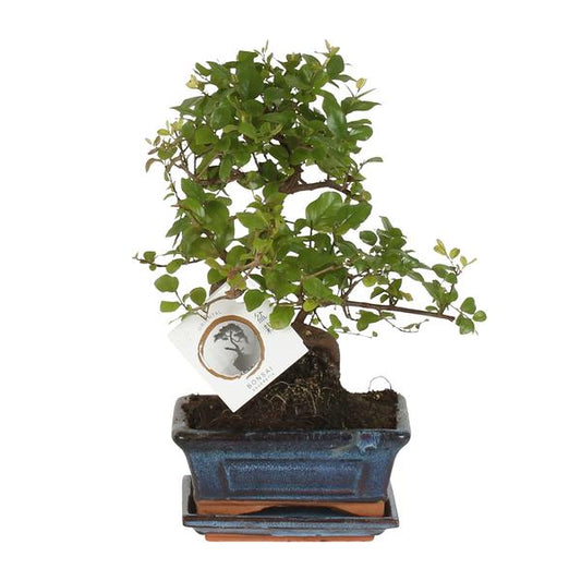 Bonsaï forme S Ø15cm - ↕15cm