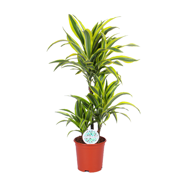 Dracaena Citron Lime Ø21cm - ↕65cm