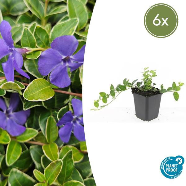 Vinca mineure 'Ralph Shugert' - ↕10-25cm - Ø9cm - 6x