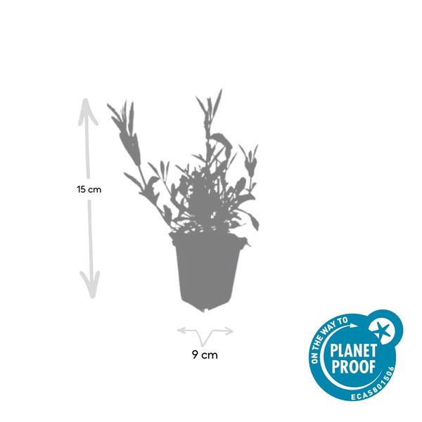 Verbena bonariensis - ↕10-25cm - Ø9cm - 60x