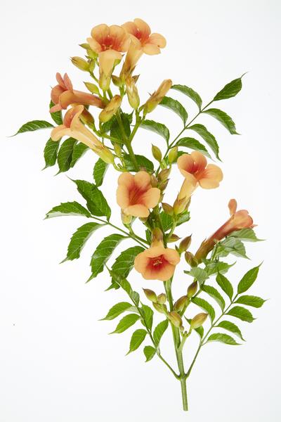2x - Campsis 'Été Indien' - ↨65cm - Ø15