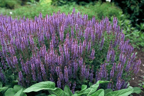 Salvia nem. 'Caradonna' - ↕10-25cm - Ø9cm - 60x