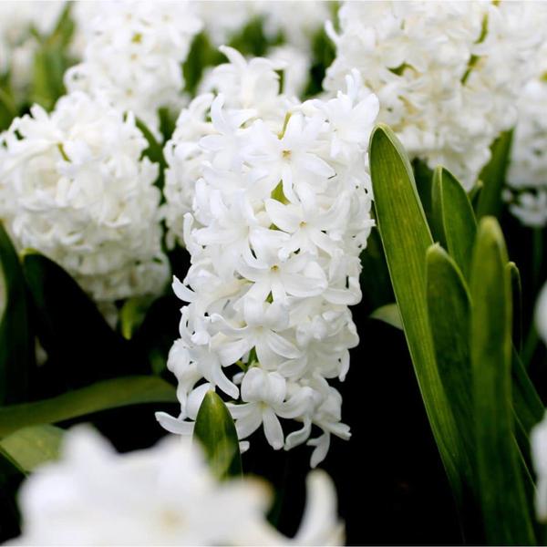 Bulbes à fleurs Amsterdam - Début du printemps - 30 bulbes à fleurs