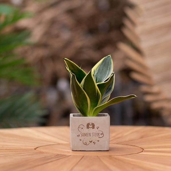 Congreetz® plantpots + Sansevieria | Samen sterk