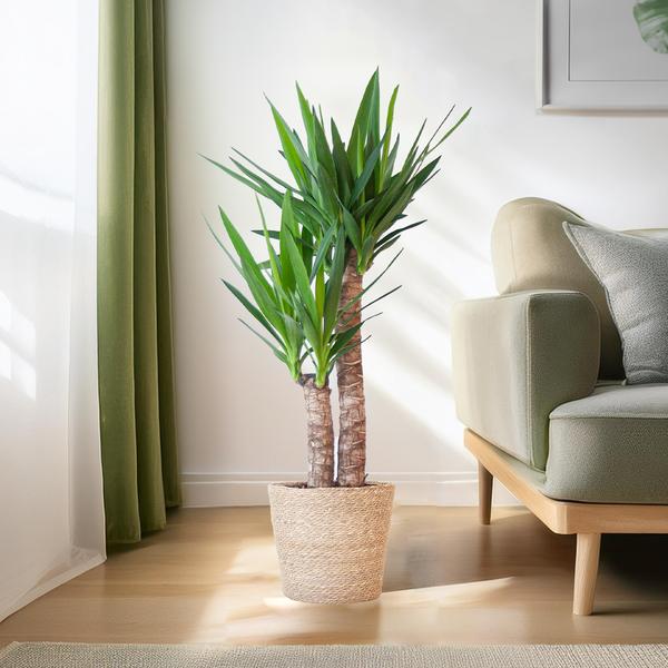 Yucca Elephantipes avec panier Sofia naturel - 90cm - Ø21