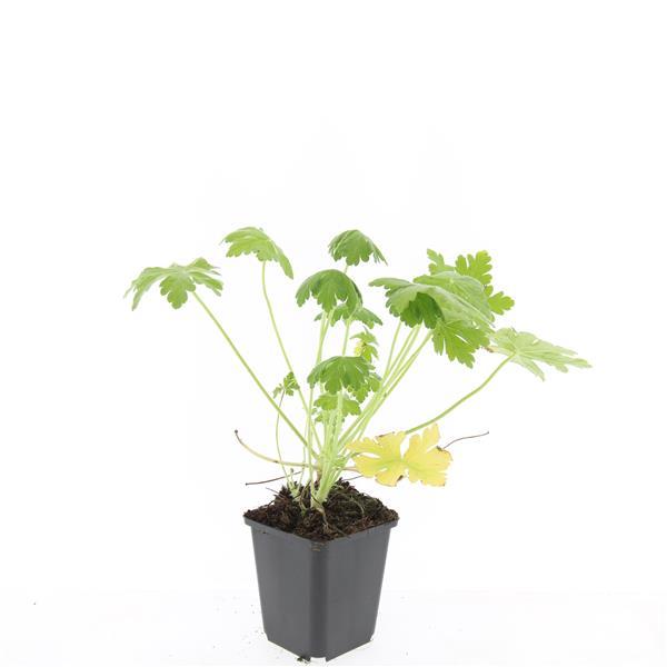Geranium macr. 'Spessart' - ↕10-25cm - Ø9cm - 60x