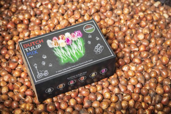 Flowerbulbs Amsterdam - Mélange de tulipes hollandaises - Boîte de luxe grande, 90 bulbes de fleurs pour 2,5 m2 de splendeur florale - Taille 12+